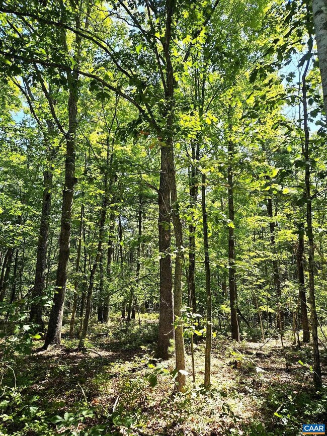 0 Constitution Hwy unit 644383, Orange, VA 22960 - photo 2