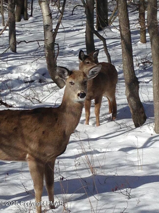 Lot 6004 Scenic Dr, Albrightsville, PA 18210 - photo 4