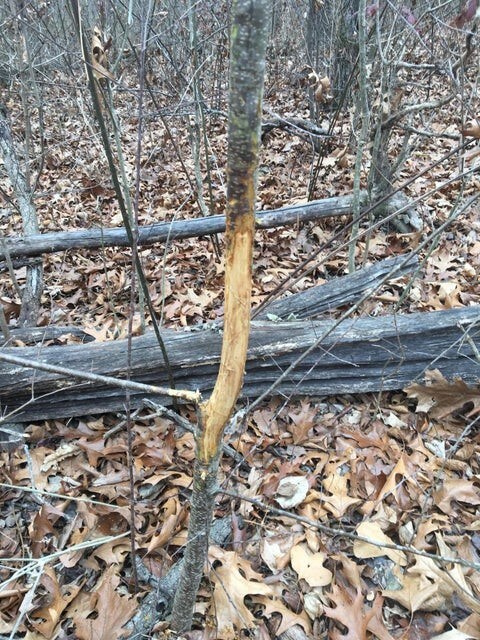 8 Acres Farm Road Sw4381, Noel, MO 64854 - photo 7