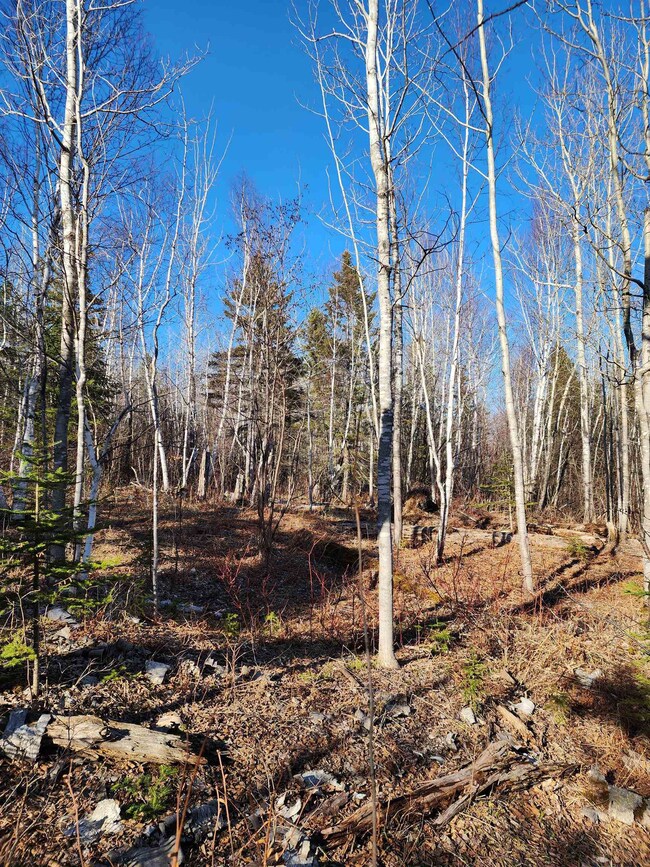 View of nature
