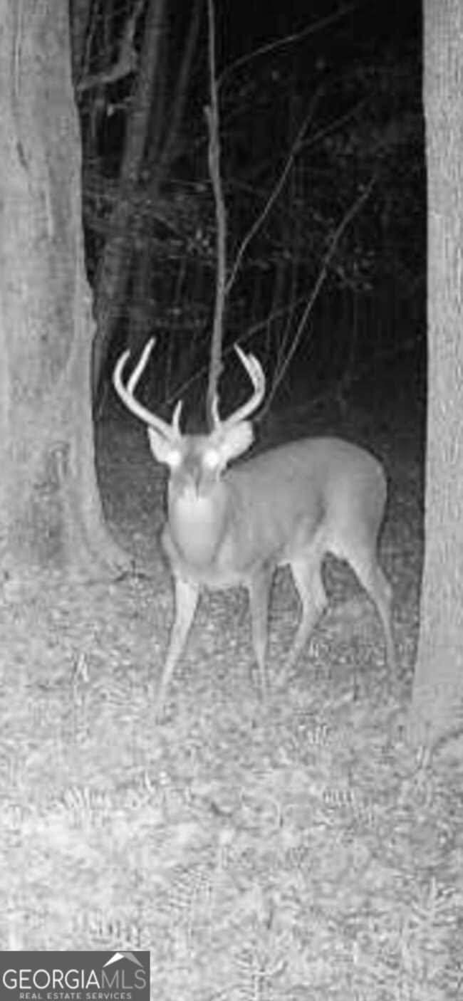 0 Yukon Rd unit 10649657, Ellijay, GA 30536 - photo 6