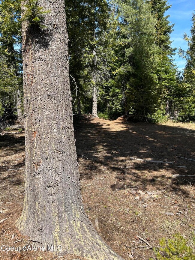 Treed acreage