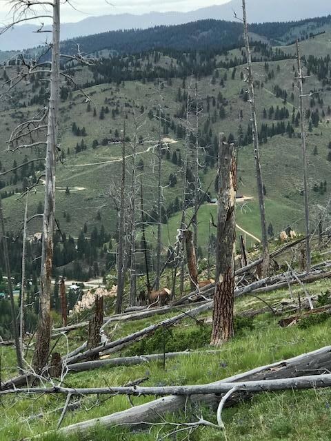 Lot 6 Dickson Creek Rd, Darby, MT 59829 - photo 7