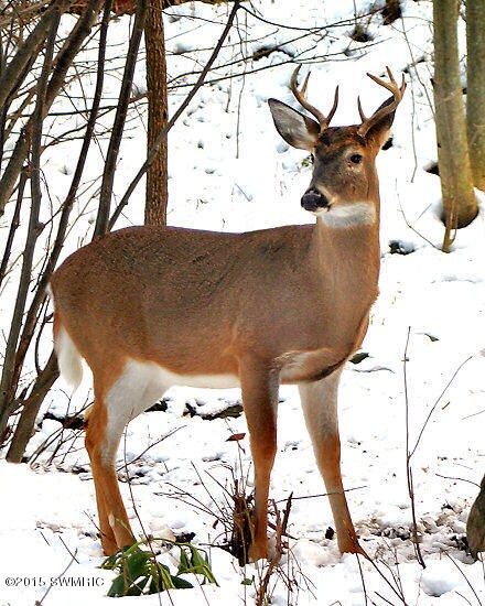 Rudy deer
