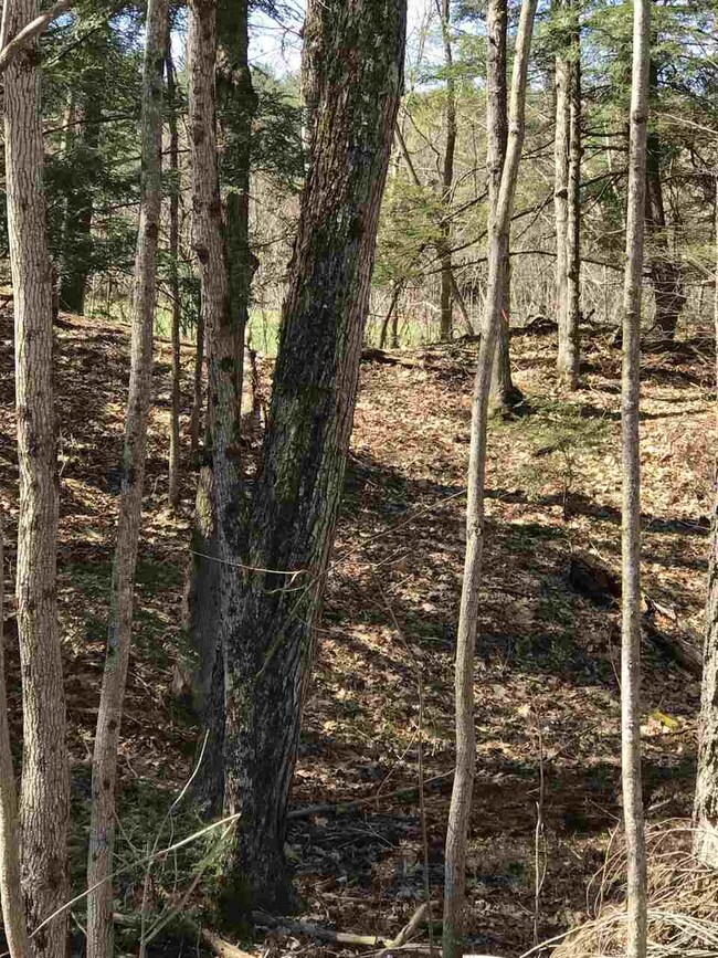 Proposed driveway cut for Lot #1 off Stage Road (p