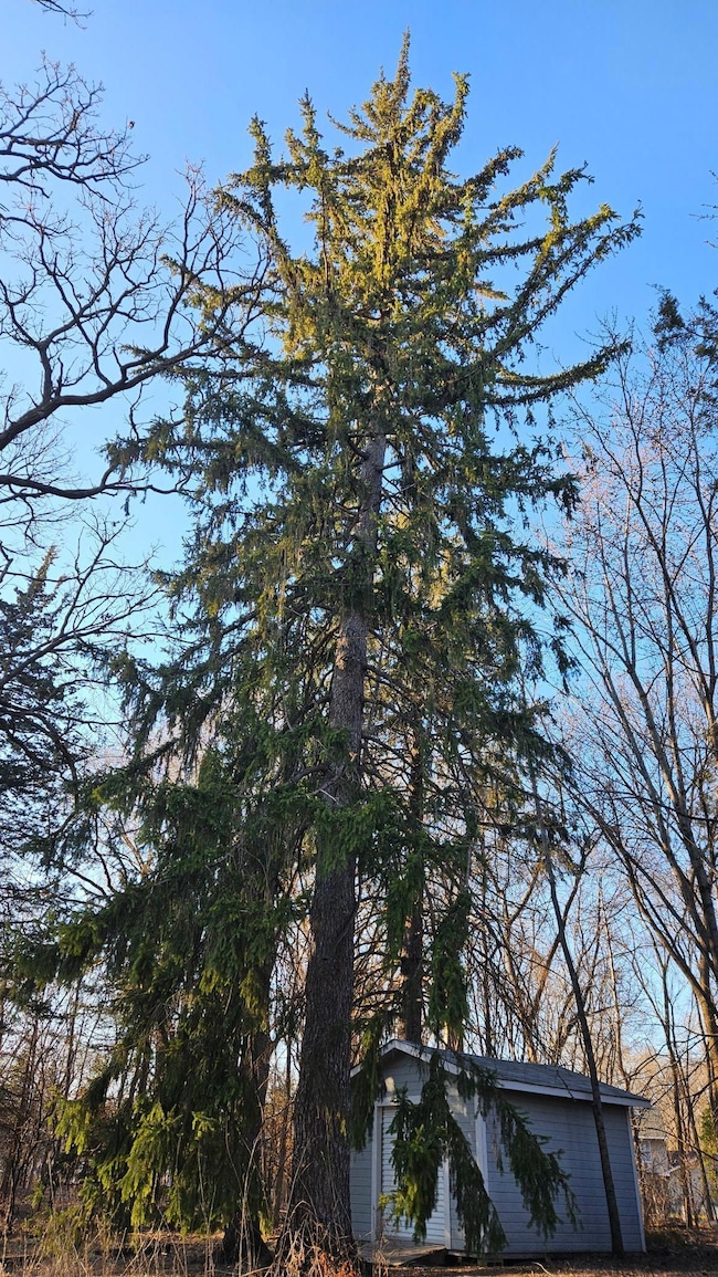 5920 Hodgson evergreen.jpg