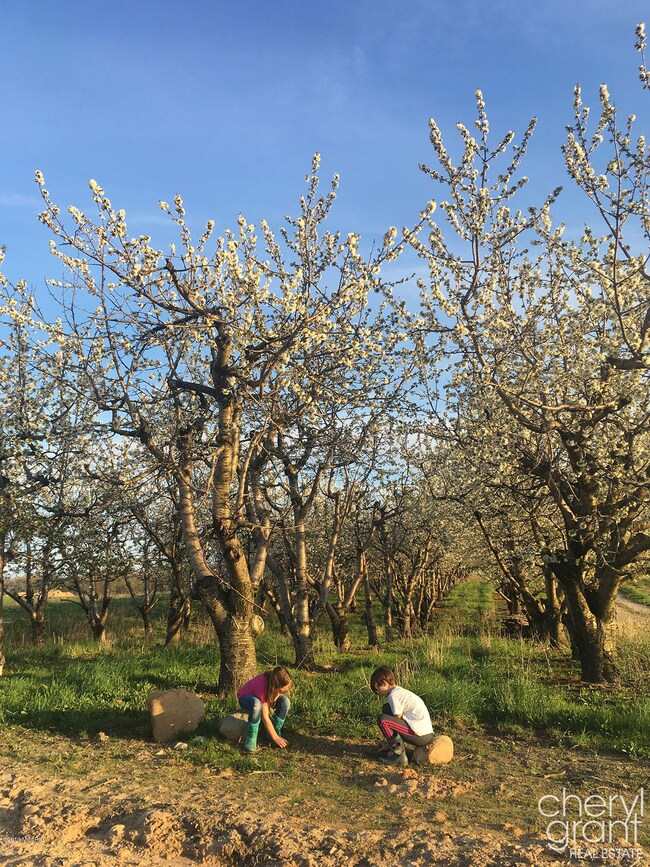 Cherry Orchard