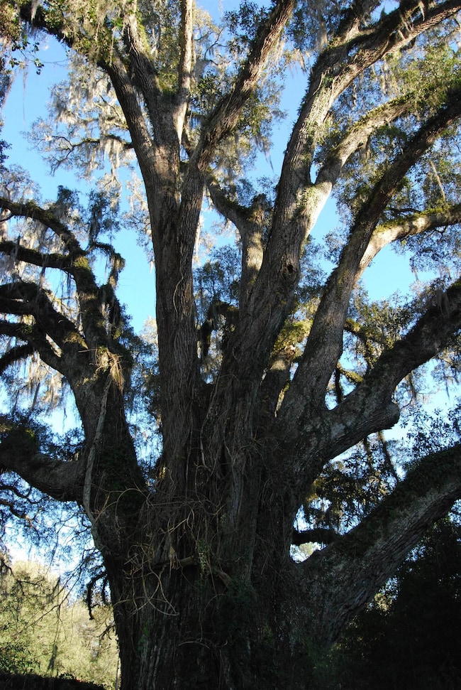 8877 Old Lloyd Rd, Monticello, FL 32344 - photo 7