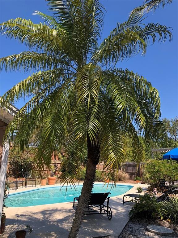 Backyard pool oasis