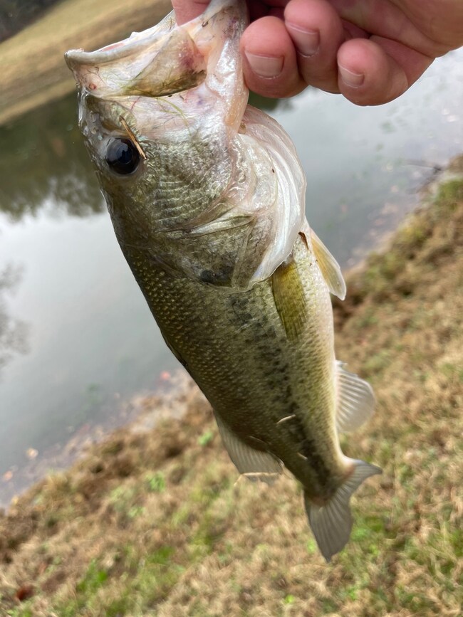 980 Goose Creek Rd, Shelbyville, TN 37160 - photo 2