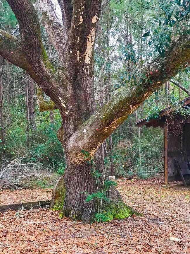 Oak tree