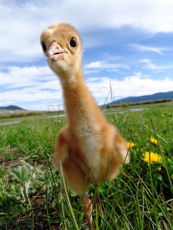 Baby sandhill