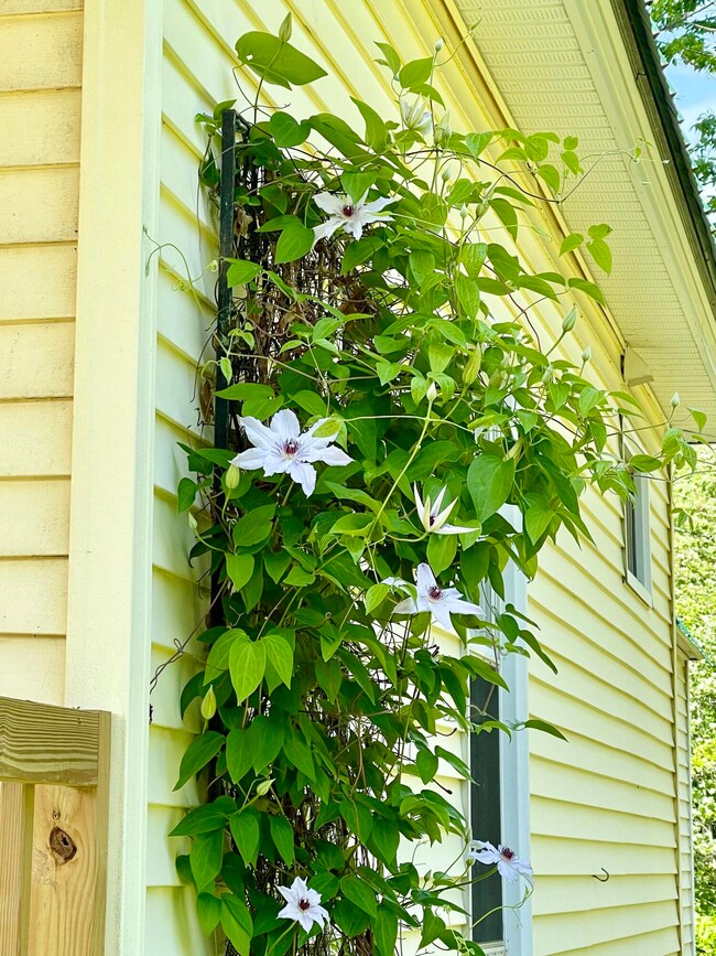 Clematis Beautiful Bride