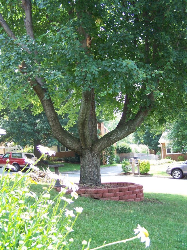 Mature Landscaping