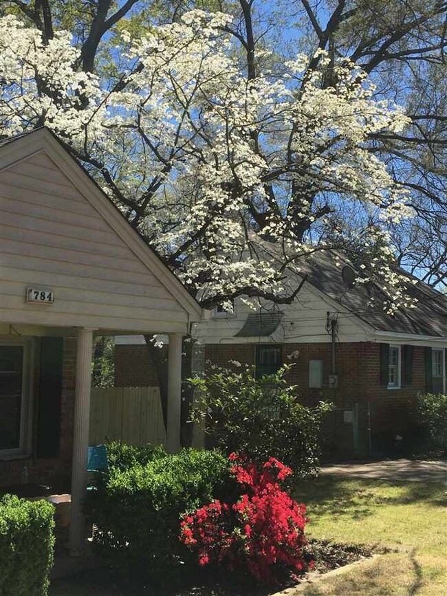 Beautiful Dogwood tree wakes up during the spring.