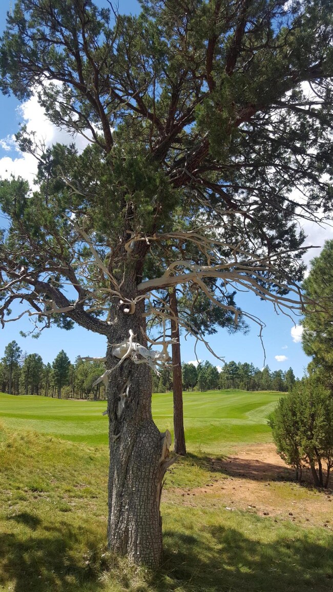 Mature Aligator Juniper in Back