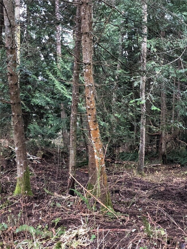 0 Lot 18 Rex St, Point Roberts, WA 98281 - photo 4