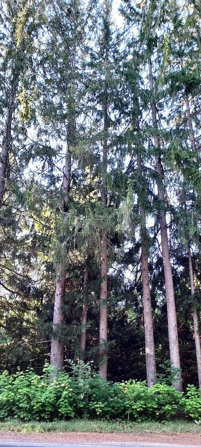Trees at road