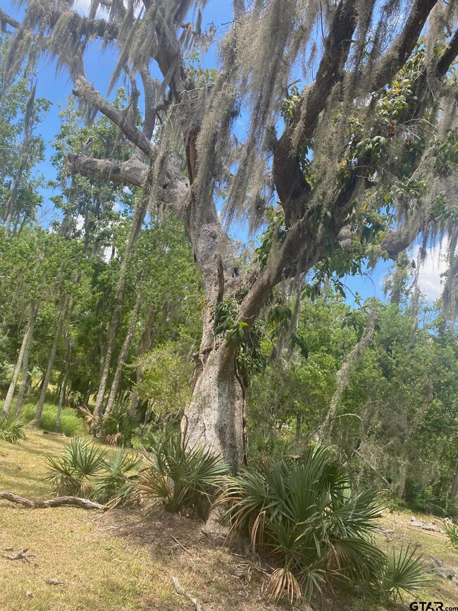 18048 Cr 463, Brazoria, TX 77422 - photo 7