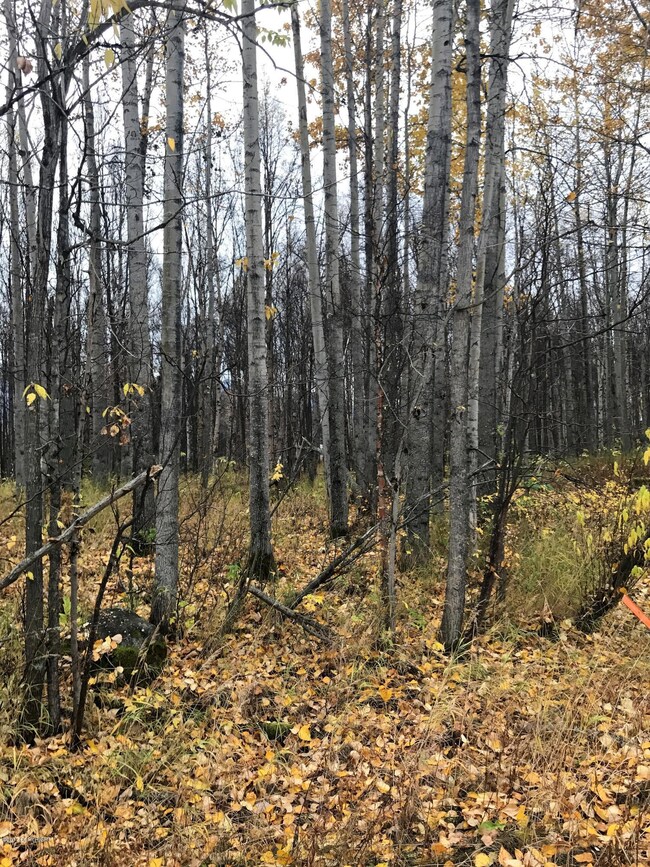 15600 Jupiter Ave, Lazy Mountain, AK 99645 - photo 6