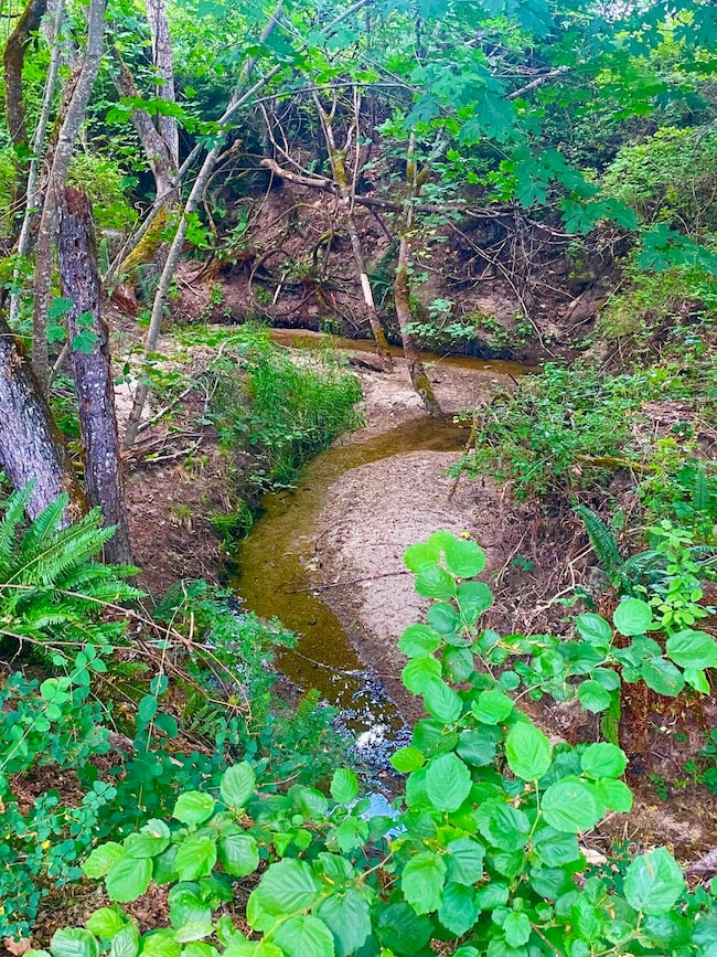 creek view