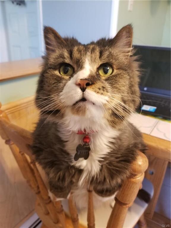 Wyatt and 3 other live here.  He may greet you.