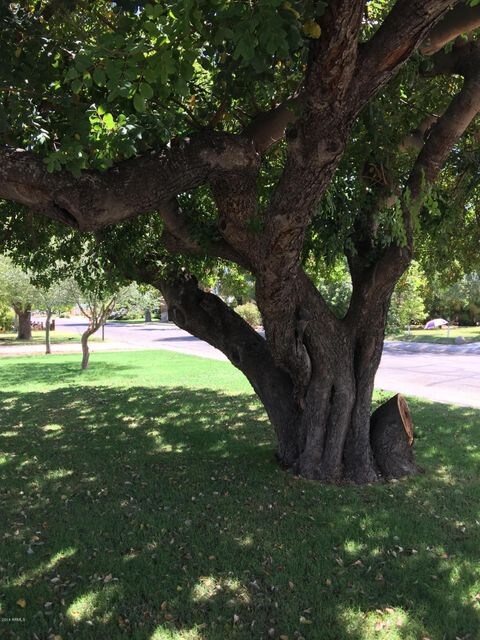 16th tree