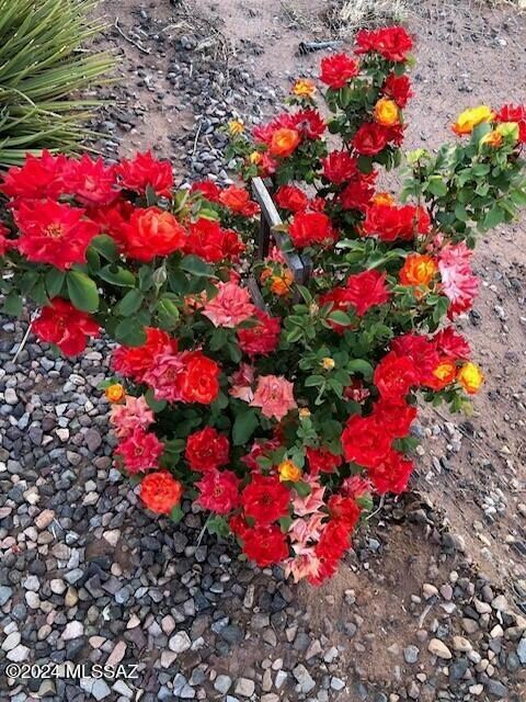 Roses4