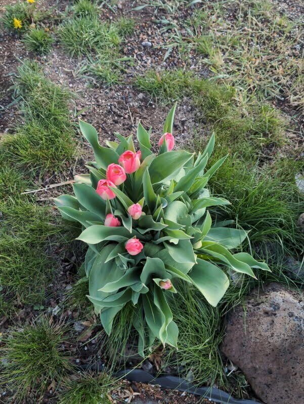 Mariposa Flowers