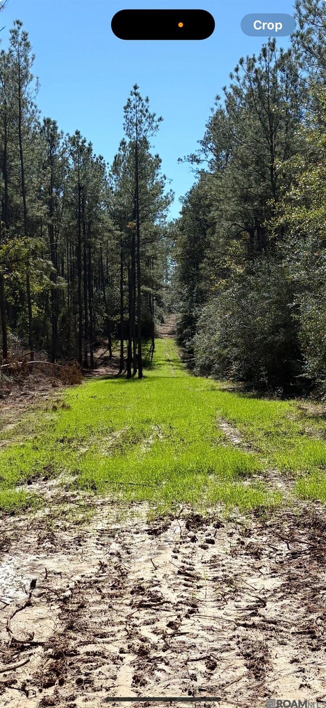 TBD Aunt Margies Rd, Greensburg, LA 70441 - photo 7