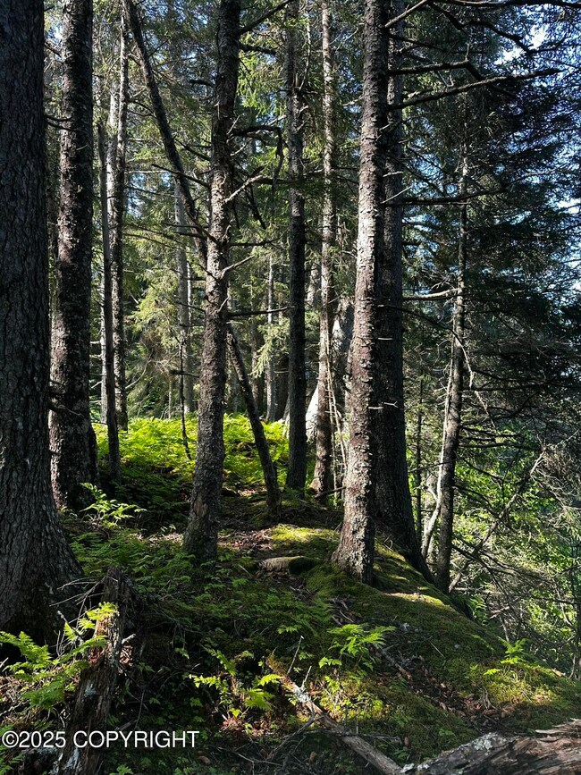 Gorgeous Tall Spruce