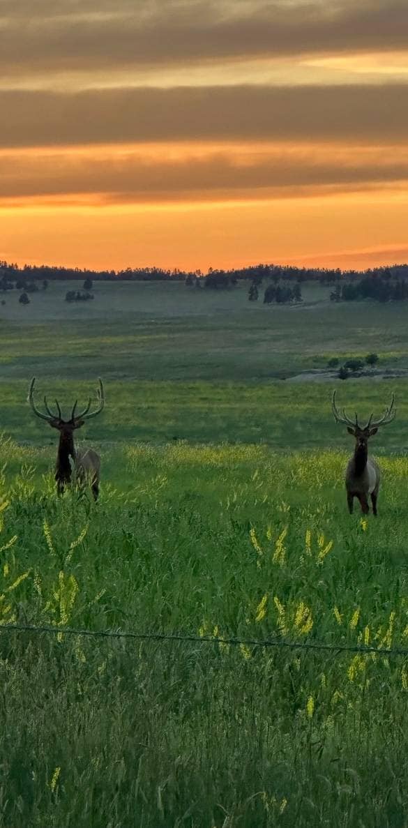 7200 Pineview Rd, Custer, MT 59024 - photo 7
