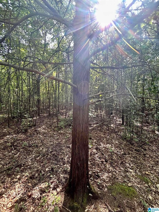 0 County Road 329 unit 9 21364080, Wedowee, AL 36278 - photo 4