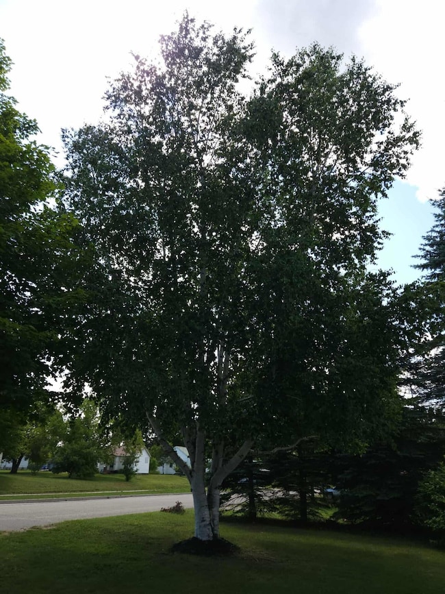 612 W Harrie St, Newberry, MI 49868 - photo 4