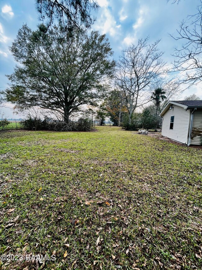 back yard 1