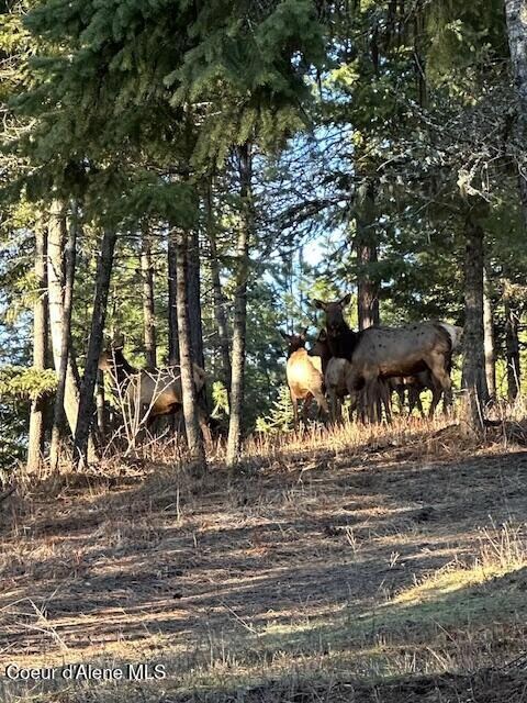 Elk