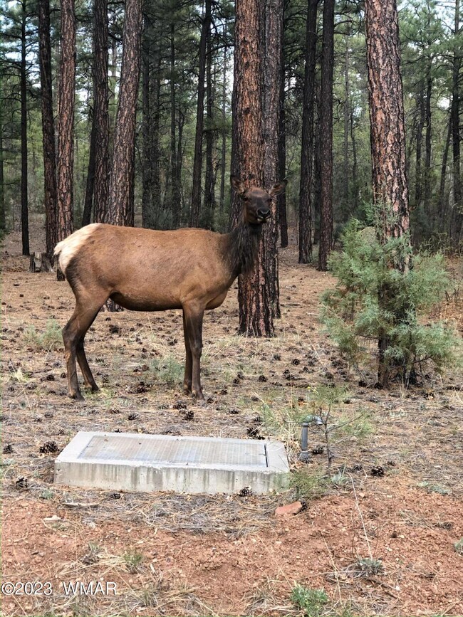 575 E Middle Mountain Ln, Show Low, AZ 85901 - photo 3