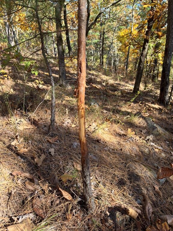 View of undeveloped land