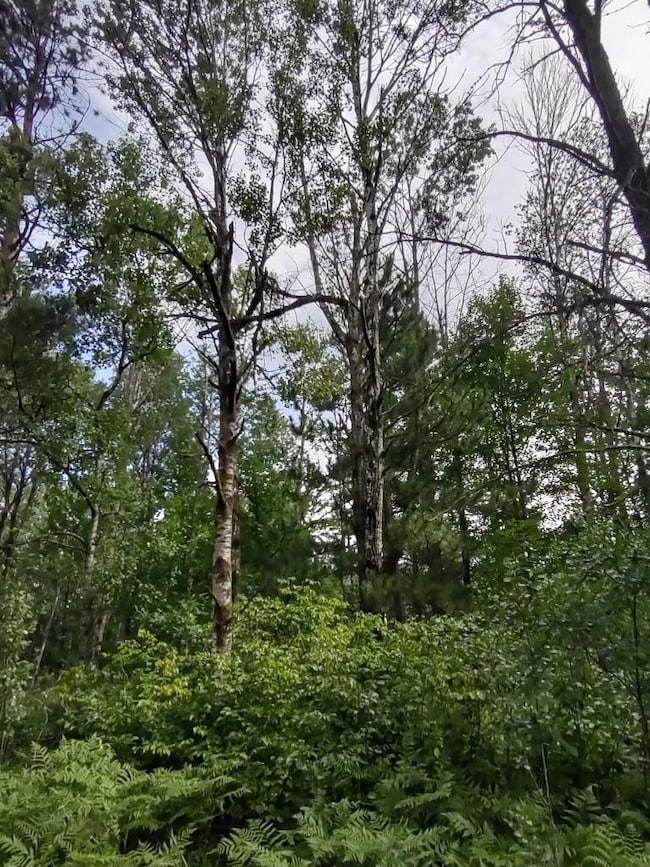 XXXX 159th Ave, Sebeka, MN 56477 - photo 4