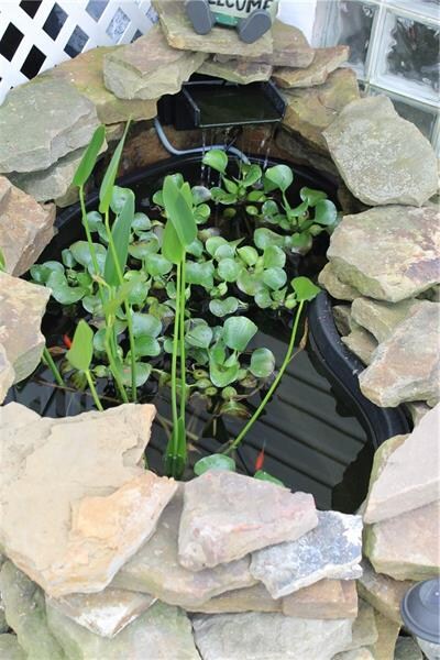 fish pond
