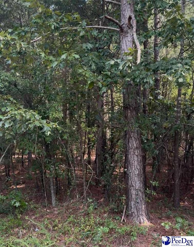 TBD Sail Club Rd (State Rd S-13-674) Tms 162, Hartsville, SC 29550 - photo 3