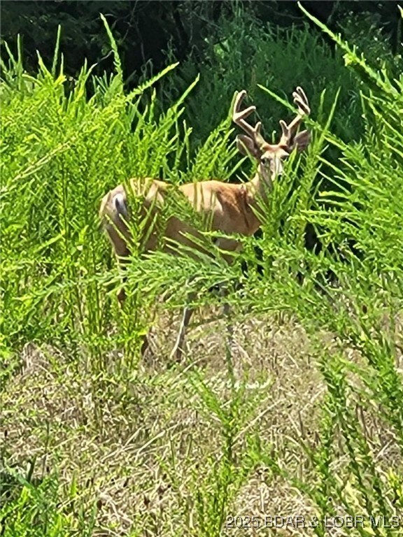 0 Dunn Dr unit Lot 1331, Edwards, MO 65326 - photo 6