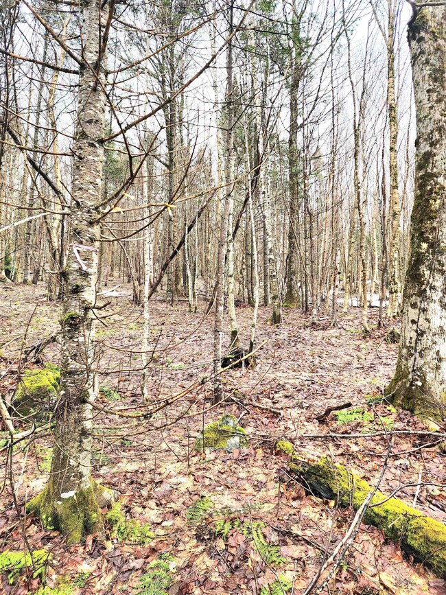 2 Diamond Pond Rd unit B, Stewartstown, NH 03576 - photo 5