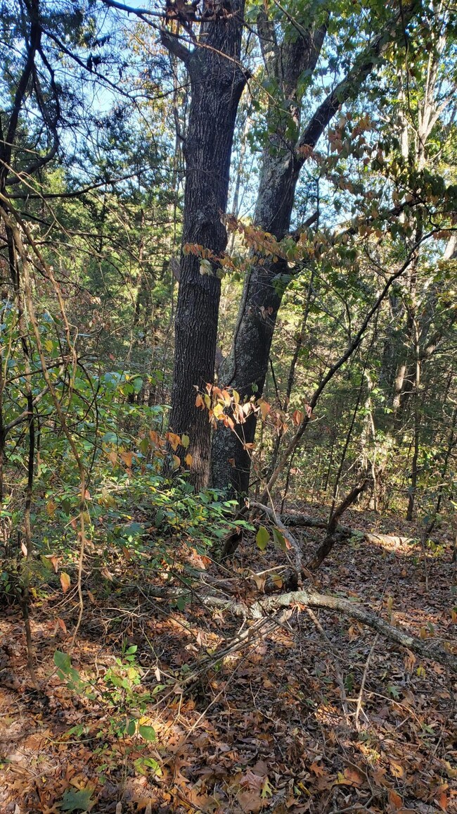 Trees (2)