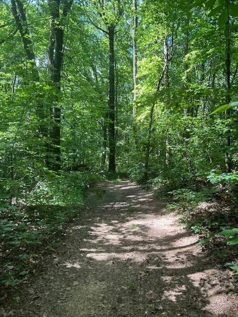 View of local wilderness