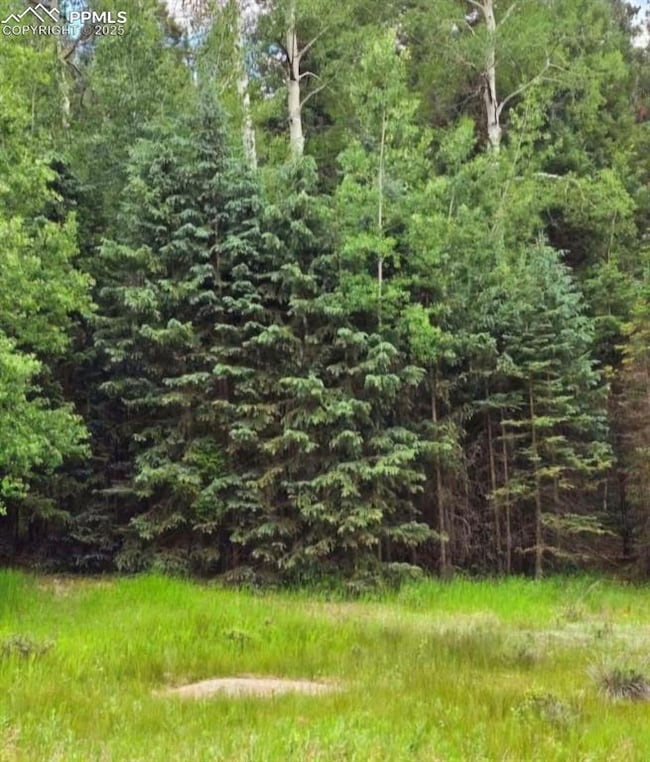 662 Spring Valley Ln, Florissant, CO 80816 - photo 5