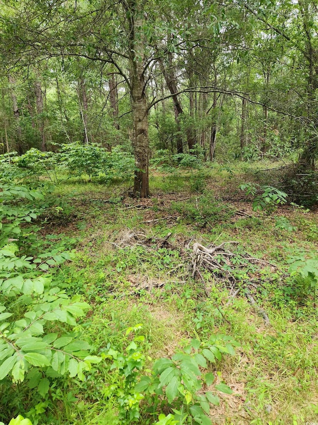 View of tree filled area