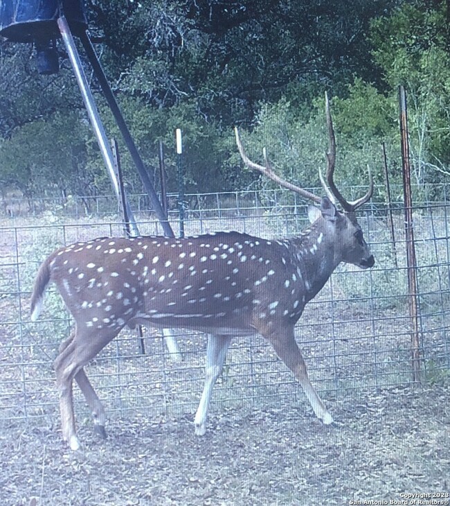 8103 County Road 311, D Hanis, TX 78850 - photo 7
