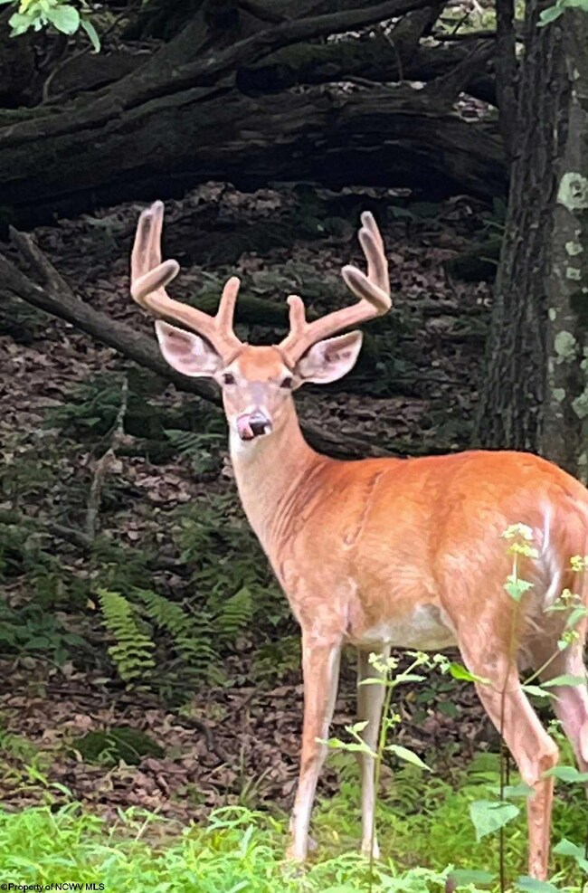 4304 Sinclair Ridge, Rowlesburg, WV 26425 - photo 3