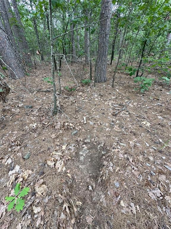 View of local wilderness